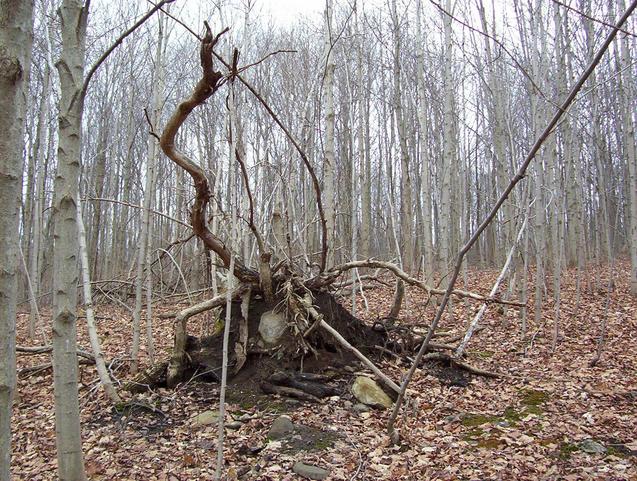 Uprooted tree near the confluence