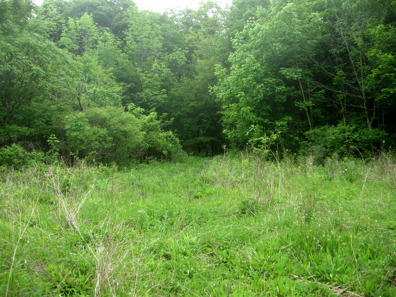 Path to the confluence from parking area.