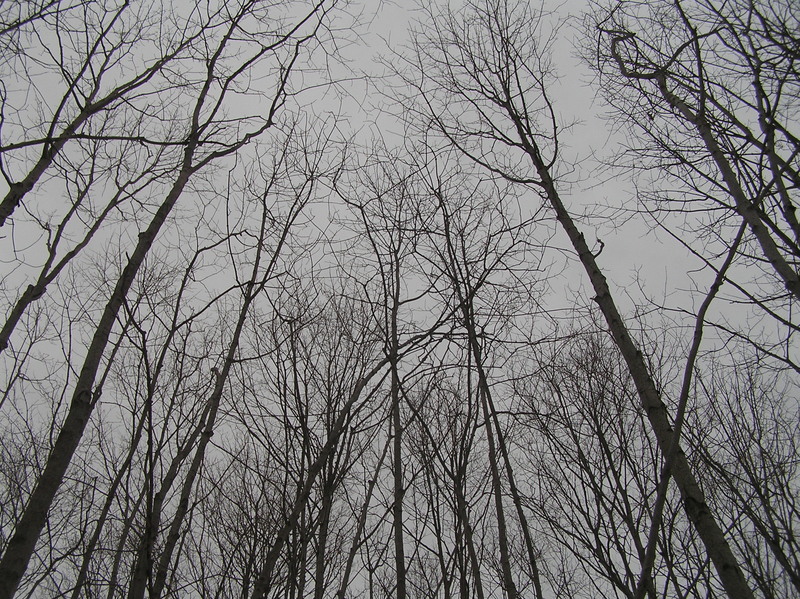 Sky view at the confluence point.