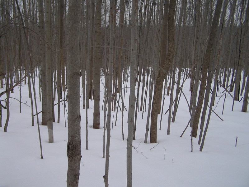 View to the east frm the confluence.  Most views look just like this!