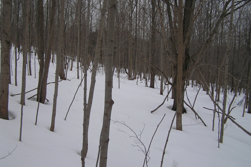 View to the north from the confluence point.