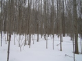 #8: View to the west from the confluence point.