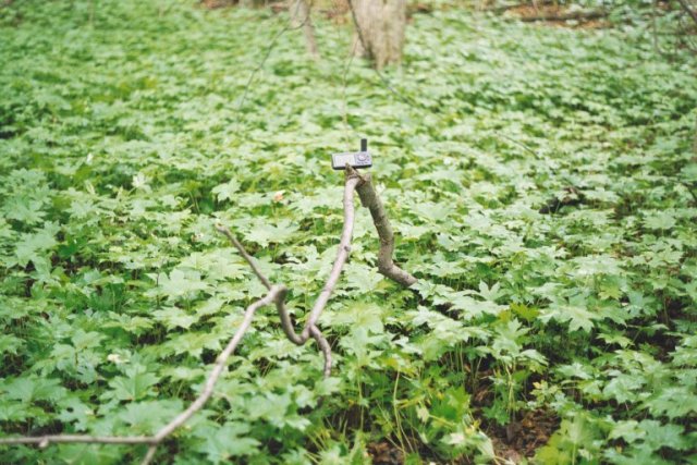 The confluence and GPS on fallen branch.