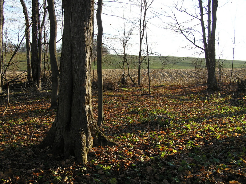 View of the confluence of 43 North 77 West, looking east.