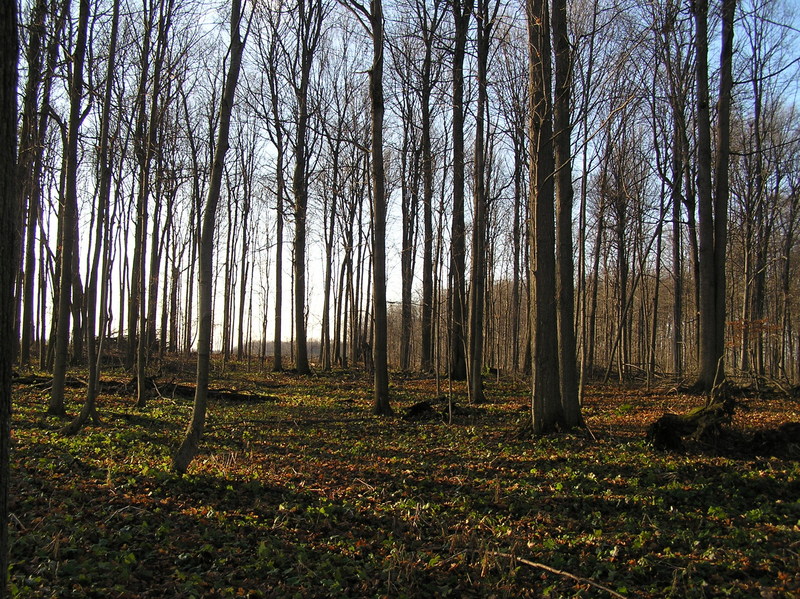 View to the south from the confluence.