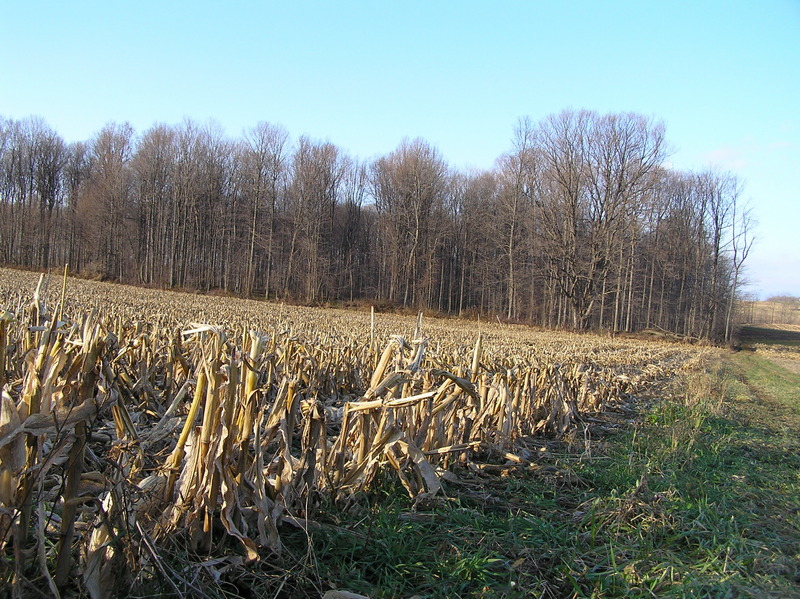 Looking west-southwest to the grove of trees housing the confluence site.