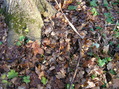 #7: Ground cover at the confluence site.