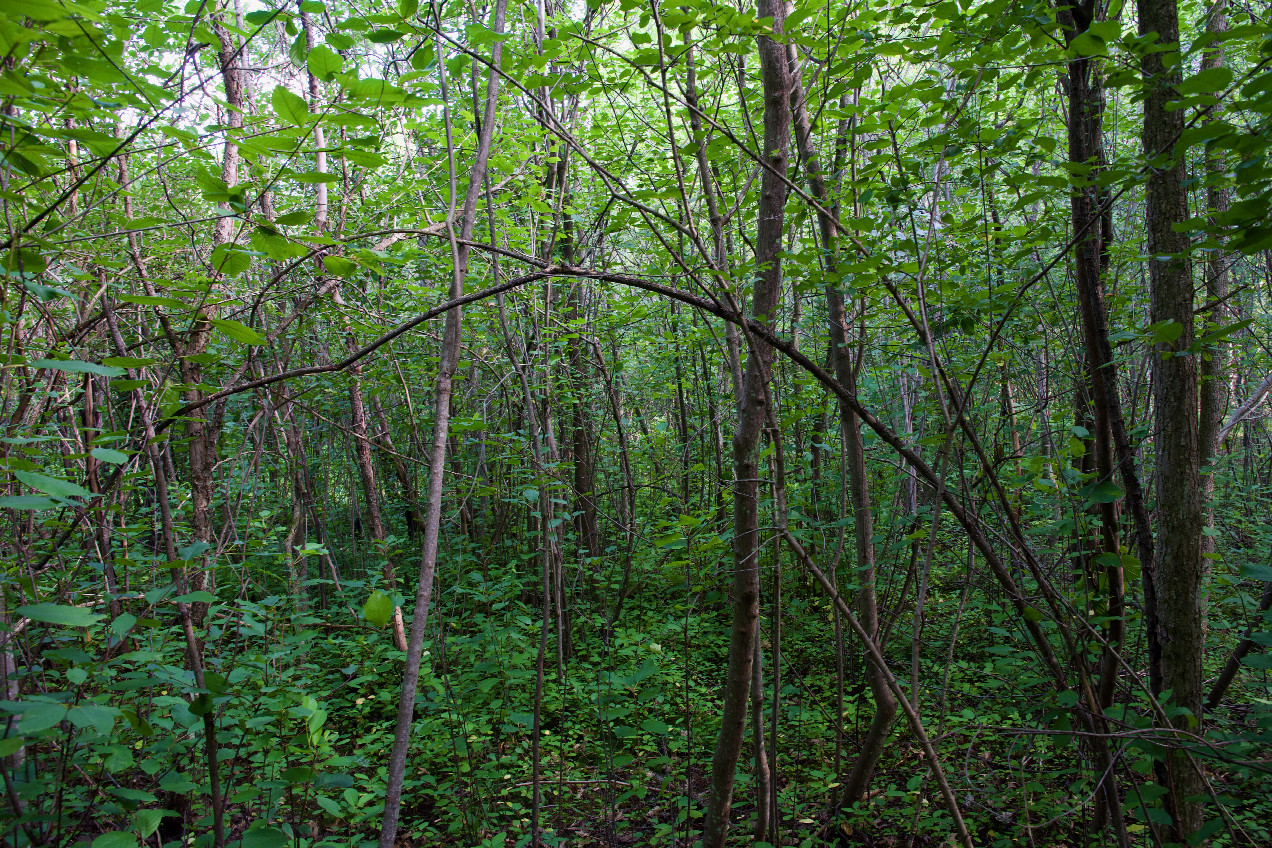 The confluence point lies in forest, near a utility access path.  (This is also a view to the North, towards the access path.)