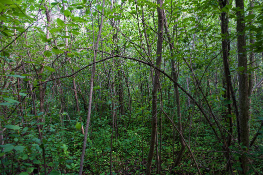 #1: The confluence point lies in forest, near a utility access path.  (This is also a view to the North, towards the access path.)