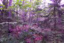 #2: Looking north into young basswood and pine