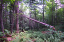 #3: Looking east to a fallen tree