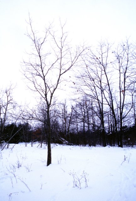 Tree in a snowy clearing