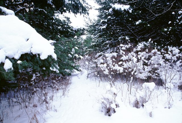 Deer track leading to the confluence