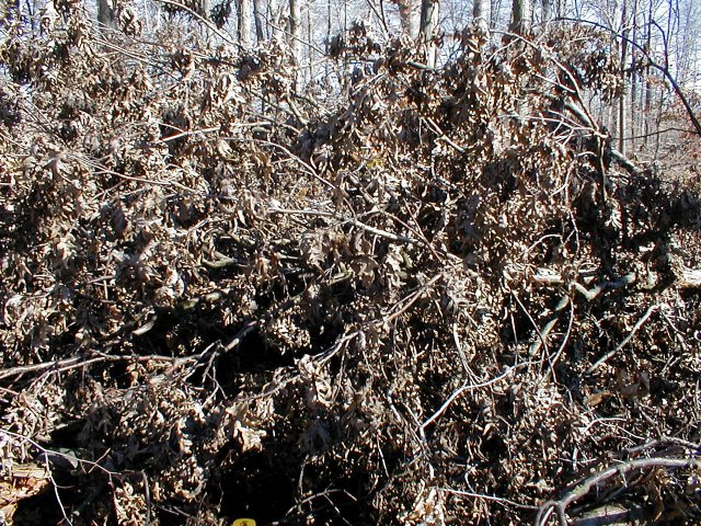 East (note pile of tree debris)