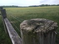 #9: Better view of the field to the west, about 40 meters west of the confluence.