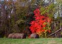 #5: Fall colors and rolls of hay near the confluence.