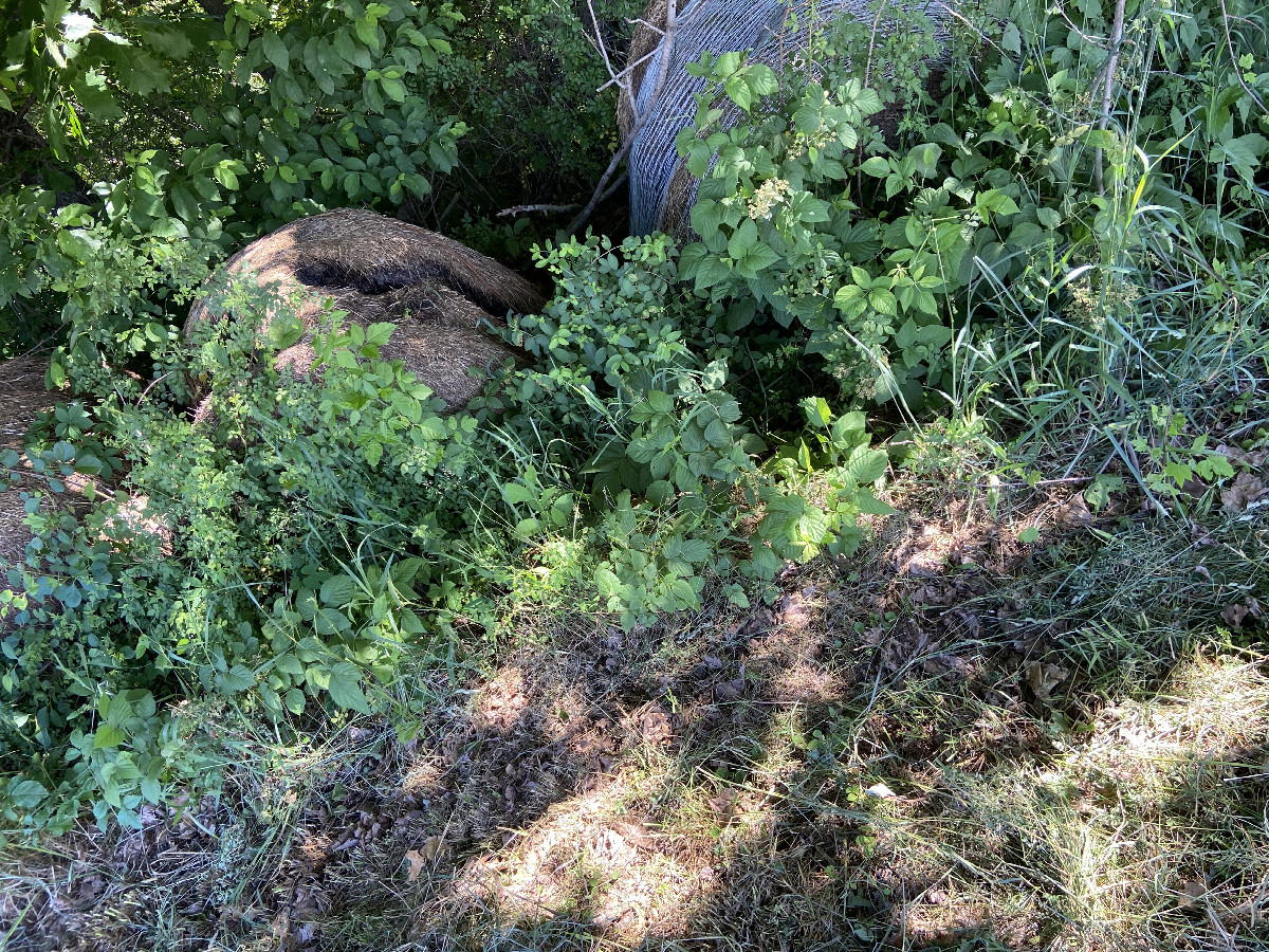 Ground cover at the confluence point. 