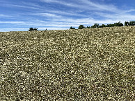 #4: View to the south from the confluence point.