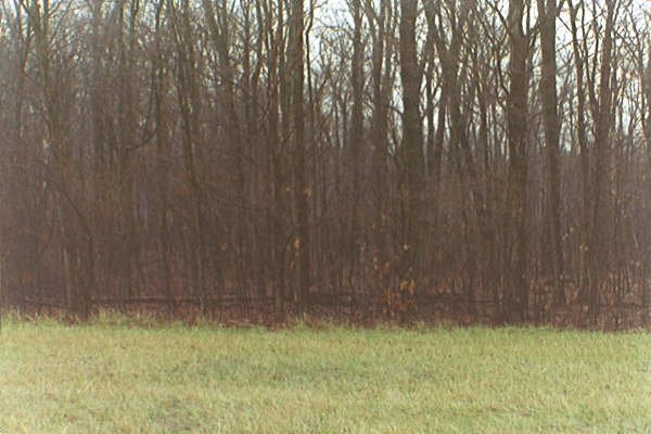 Rainy winter woods