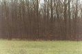 #2: Rainy winter woods