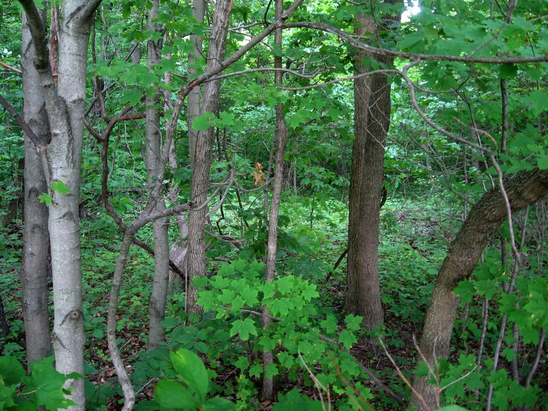 Looking east from the confluence in the woods.