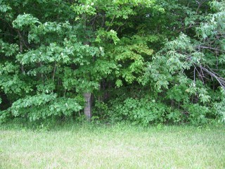 #1: The confluence lies just a few feet beyond the fence at the edge of the woods.