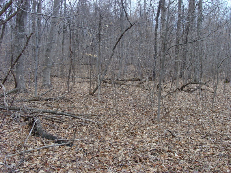 Looking east at the forest through the trees