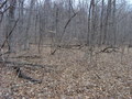 #3: Looking east at the forest through the trees