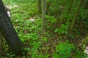 #5: The confluence point lies in a patch of forest, just east of a highway (that runs north-south)