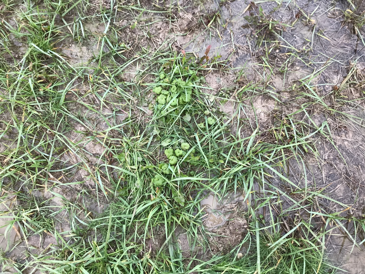 Wet ground cover at the confluence point.