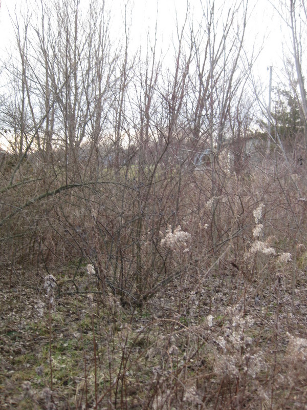 Looking westward at the confluence site