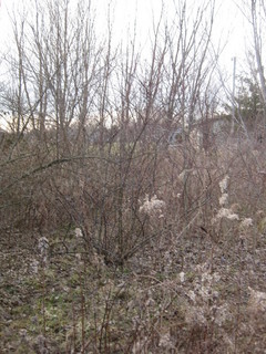 #1: Looking westward at the confluence site