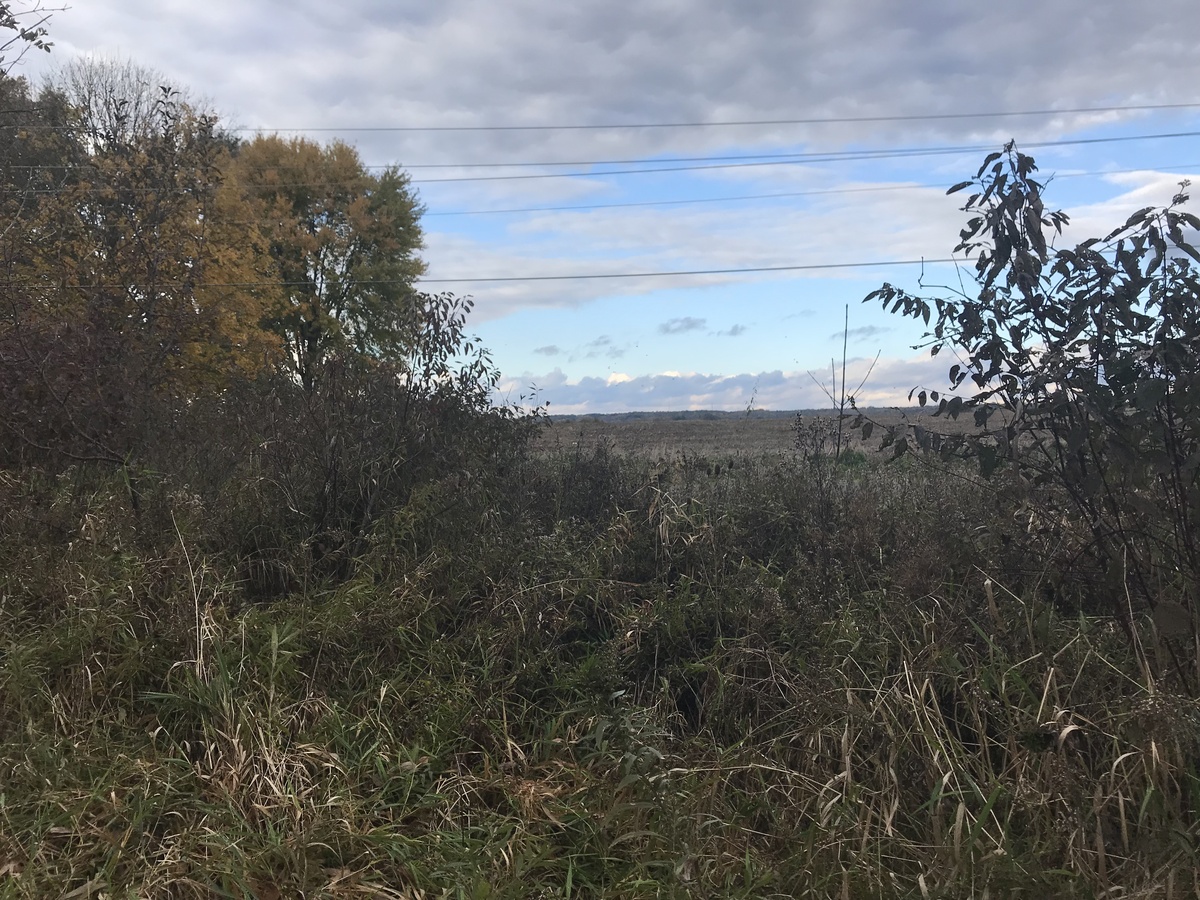 Clearer view to the north from the confluence, from 30 meters north of the point.