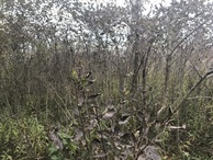 #4: View to the north from the confluence point. 