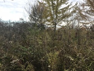 #5: View to the east from the confluence point. 