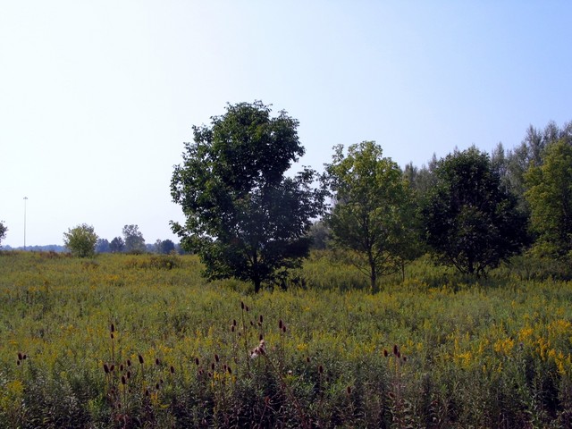 This is looking south towards the confluence which is 172 feet away