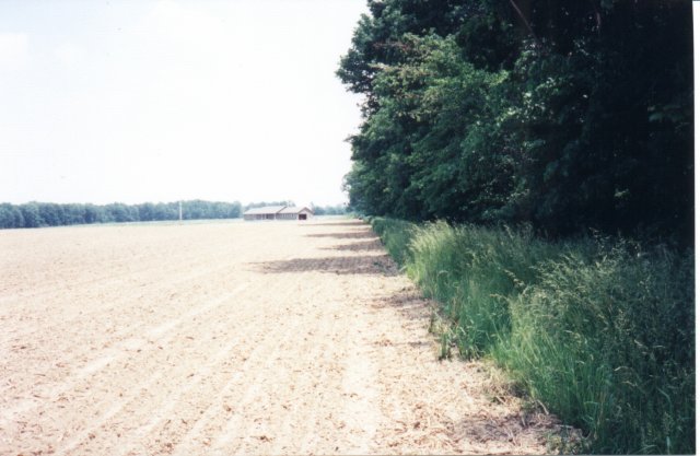 Looking East toward the farm road