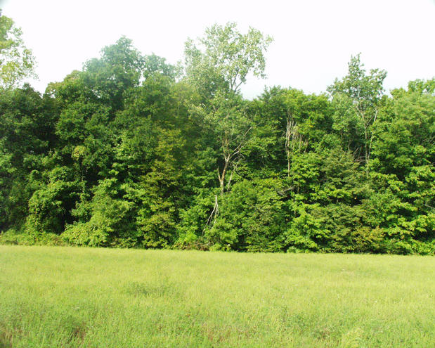 the wall of trees