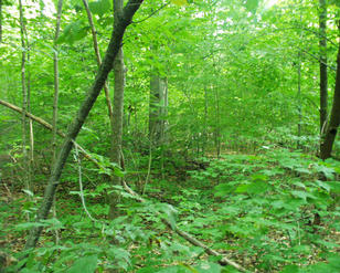 #1: looking north from the confluence point