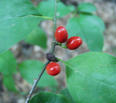 #5: berries found near the spot