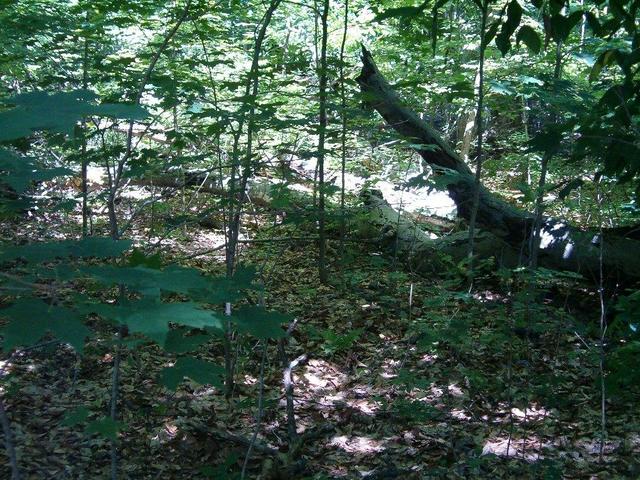 View of the confluence point.