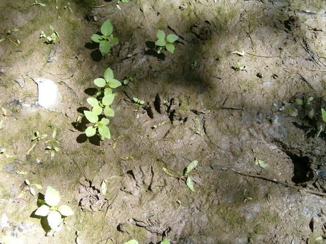 Raccoon tracks