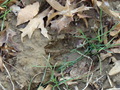 #7: Fresh tracks on the edge of the field to the east.