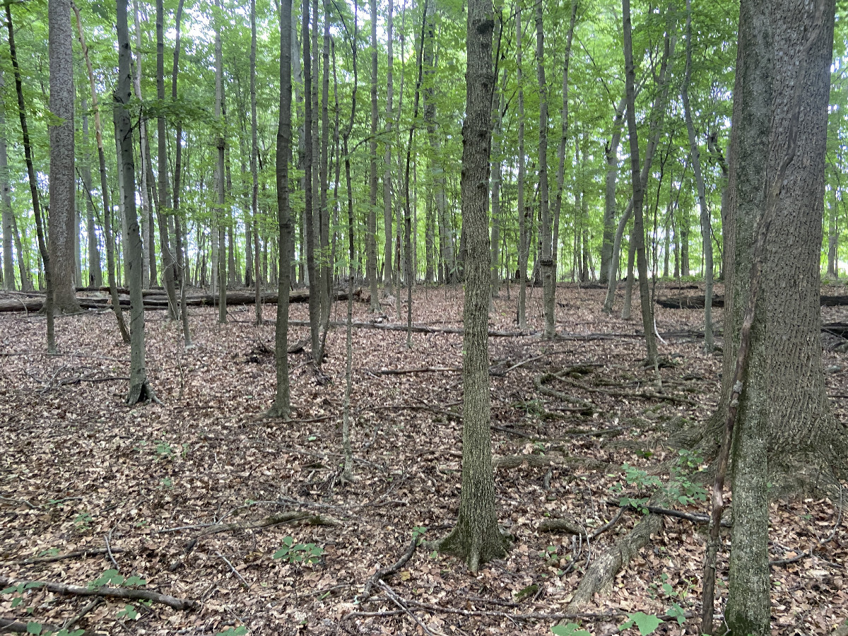 View to the north from the confluence point. 