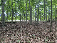 #3: View to the east from the confluence point. 