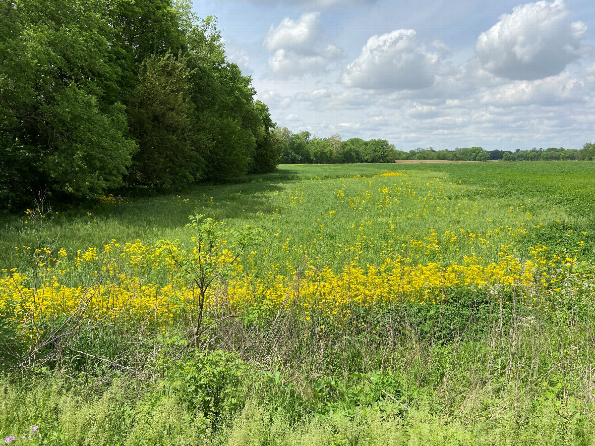 Another view to the north about 75 meters east of the confluence. 