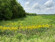 #8: Another view to the north about 75 meters east of the confluence. 