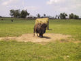 #5: Unusual livestock along US 70