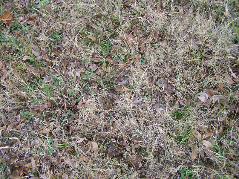 Ground cover at the confluence point.