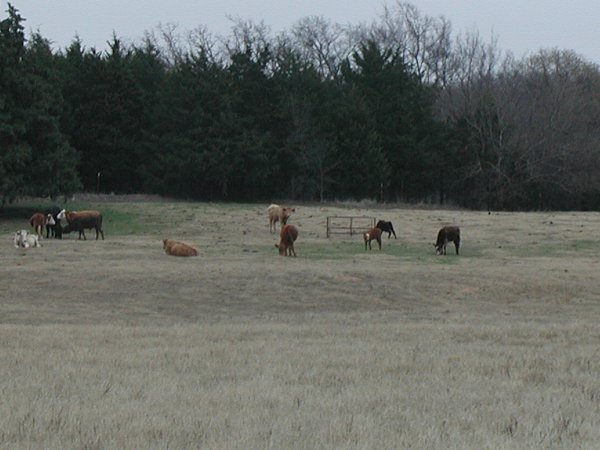 Spring time and the new calfs